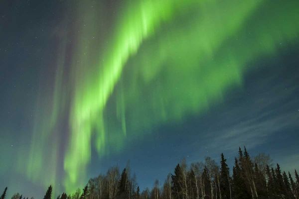USA, Alaska Aurora borealis over forest